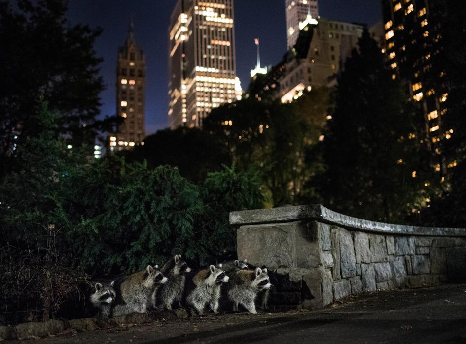 https://www.flawingo.com/blog/wp-content/uploads/2017/10/voe-raccoons-newyork-nyc-centralpark.ngsversion.jpg